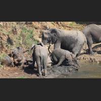 Afrikanischer Elefant, African Bush Elephant, South Africa 09.jpg