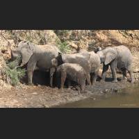 Afrikanischer Elefant, African Bush Elephant, South Africa 10.jpg