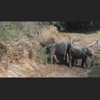 Afrikanischer Elefant, African Bush Elephant, South Africa 11.jpg