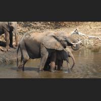 Afrikanischer Elefant, African Bush Elephant, South Africa 12.jpg