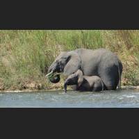 Afrikanischer Elefant, African Bush Elephant, South Africa 13.jpg