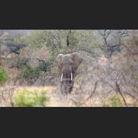 Afrikanischer Elefant, African Bush Elephant, South Africa 17.jpg