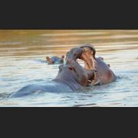 Flusspferd, Hippo, South Africa 03.jpg