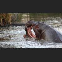 Flusspferd, Hippo, South Africa 07.jpg