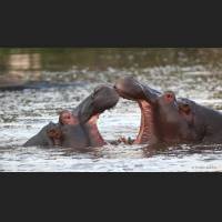 Flusspferd, Hippo, South Africa 08.jpg