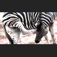 Burchell-Zebra, South Africa 02.jpg