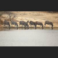 Burchell-Zebra, South Africa 03.jpg