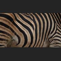 Burchell-Zebra, South Africa 04.jpg