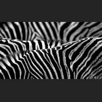 Burchell-Zebra, South Africa 05.jpg