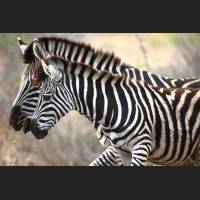 Burchell-Zebra, South Africa 06.jpg