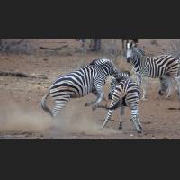 Burchell-Zebra, South Africa 07.jpg