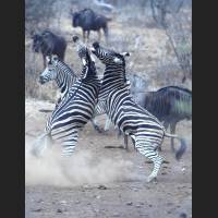 Burchell-Zebra, South Africa 08.jpg