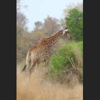 Giraffe, South Africa 02.jpg