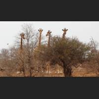 Giraffe, South Africa 03.jpg