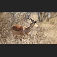 Impala, South Africa 01.jpg