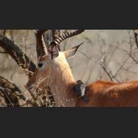 Impala, South Africa 03.jpg