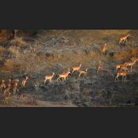 Impalas, South Africa 05.jpg