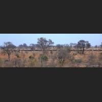 Kaffernbueffel, African Buffalos, South Africa 01.jpg