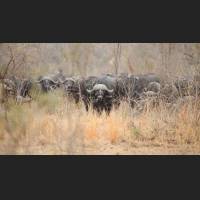 Kaffernbueffel, African Buffalos, South Africa 02.jpg