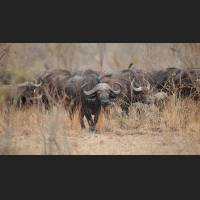 Kaffernbueffel, African Buffalos, South Africa 03.jpg