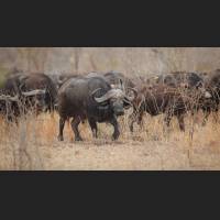 Kaffernbueffel, African Buffalos, South Africa 04.jpg