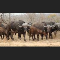 Kaffernbueffel, African Buffalos, South Africa 05.jpg
