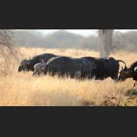 Kaffernbueffel, African Buffalos, South Africa 06.jpg