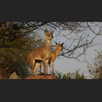 Klippspringer, Klipspringer, South Africa 01.jpg