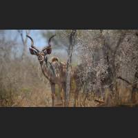 Kudu, Greater Kudu, male, South Africa 01 .jpg