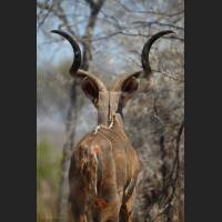 Kudu, Greater Kudu, male, South Africa 02 .jpg