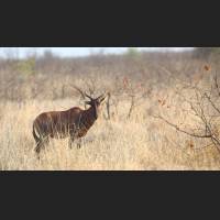 Leierantilope (D. l. lunatus), Common Tsessebe, South Africa 01 .jpg