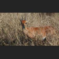 Steinboeckchen, Steenbok, South Africa 01.jpg