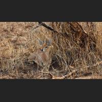 Steinboeckchen, Steenbok, South Africa 02.jpg
