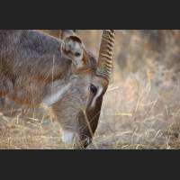 Wasserbock maennlich, Waterbuck male, South Africa 02 .jpg