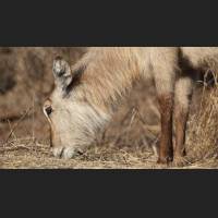 Wasserbock weiblich, Waterbuck female, South Africa 01 .jpg