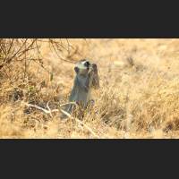 Gruenmeerkatze, Chlorocebus, South Africa 01.jpg