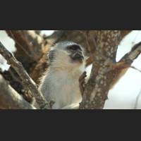 Gruenmeerkatze, Chlorocebus, South Africa 02.jpg
