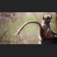 Tschakma Pavian, Chacma Baboon, South Africa 01.jpg
