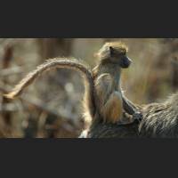 Tschakma Pavian, Chacma Baboon, South Africa 02.jpg