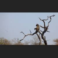 Tschakma Pavian, Chacma Baboon, South Africa 03.jpg