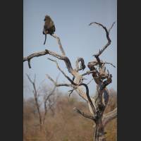 Tschakma Pavian, Chacma Baboon, South Africa 04.jpg