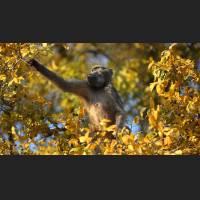 Tschakma Pavian, Chacma Baboon, South Africa 05.jpg