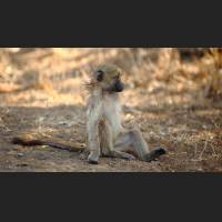 Tschakma Pavian, Chacma Baboon, South Africa 08.jpg