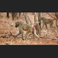 Tschakma Pavian, Chacma Baboon, South Africa 09.jpg