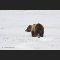 001 Grizzly, Yukon.jpg