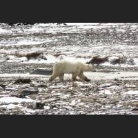 001 Eisbaer - Polar Bear, Hudson Bay.jpg