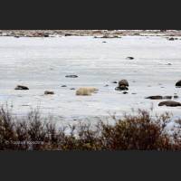 002 Eisbaer - Polar Bear, Hudson Bay.jpg