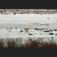 003 Eisbaer - Polar Bear, Hudson Bay.jpg
