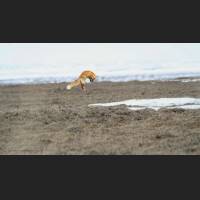 001 Rotfuchs, Red Fox, Alaska.jpg