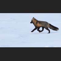 002 Rotfuchs, Red Fox, North-West Terr., Canada.jpg